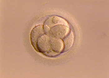 Óvulos congelados: taxas de gravidez são semelhantes a de óvulos frescos