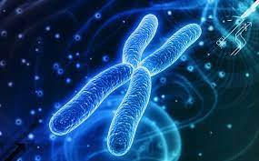 Cromossomo: análise genética no embrião